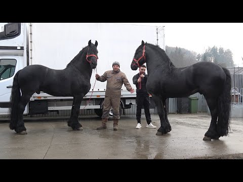 Caii lui Pufi de la Gilau, Cluj - 2025 Nou!!!