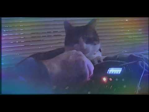 Dreadbox Typhon Making Weird Ambient Noises on a Couch with a Cat
