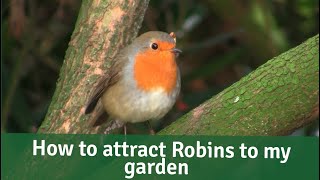 Bird Bites - How to attract Robins to my garden