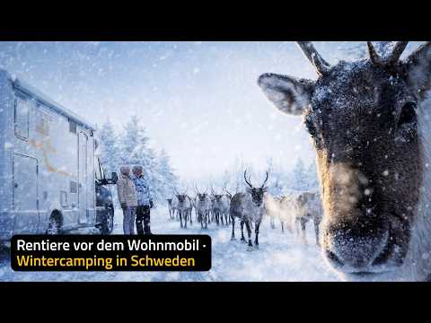 Rentiere vor dem Wohnmobil – Wintercamping in Schweden
