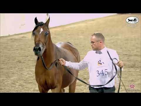 N 345 SULTANA AL JEBARI   Kuwait Purebred Arabian Horses Show 2022   Mares 4 6 Years Old Class 6B