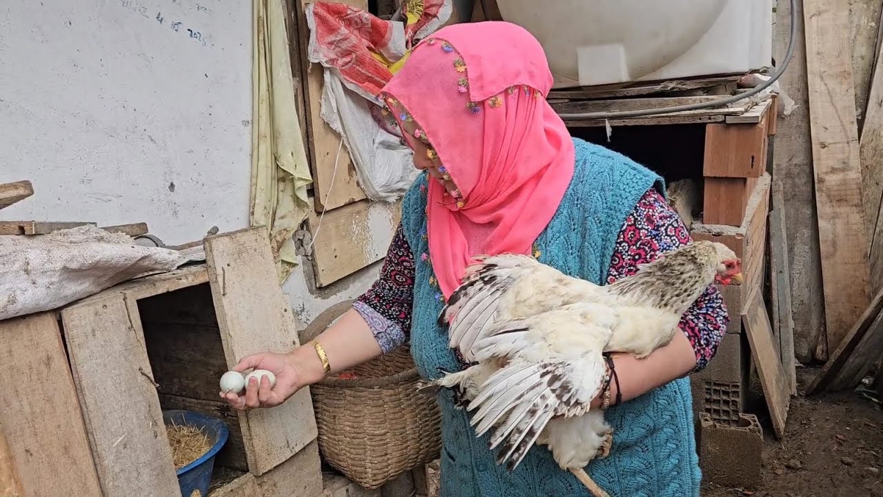 ‼️MELOŞUN SIRRI MAVİ YUMURTAYLA KULUÇKA ZAMANI KAÇ CİVCİVİMİZ ÇIKACAK ‼️☺️☺️