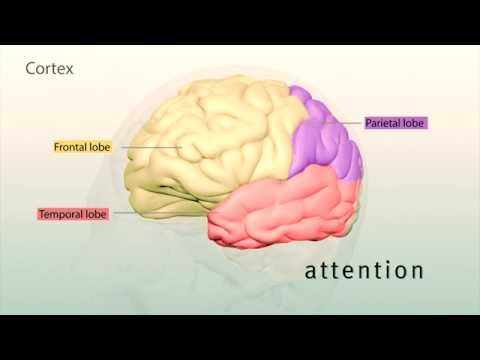 Human Brain: Major Structures and their Functions