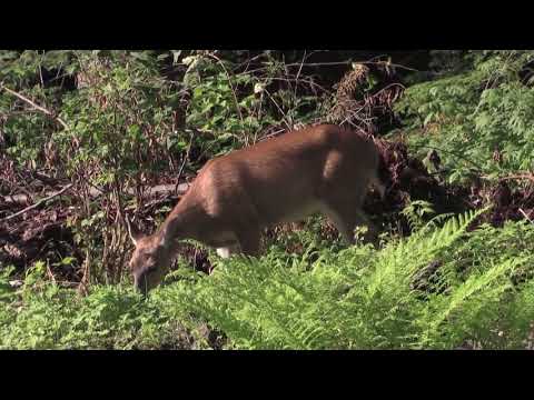 Kraya ♡ Inner Freedom - Meditation Music & Relaxation Music  Trail Studio Dreaming Music.