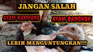 Download lagu PERBEDAAN AYAM KAMPUNG DAN AYAM BANGKOK mp3