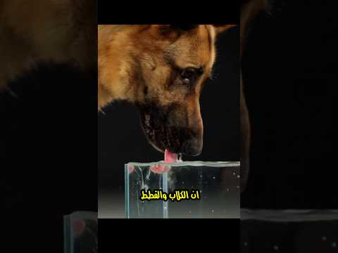 هل الكلاب والقطط بيشربوا الميه بنفس الطريقة ؟