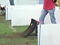 Rosie & Moss Flyball