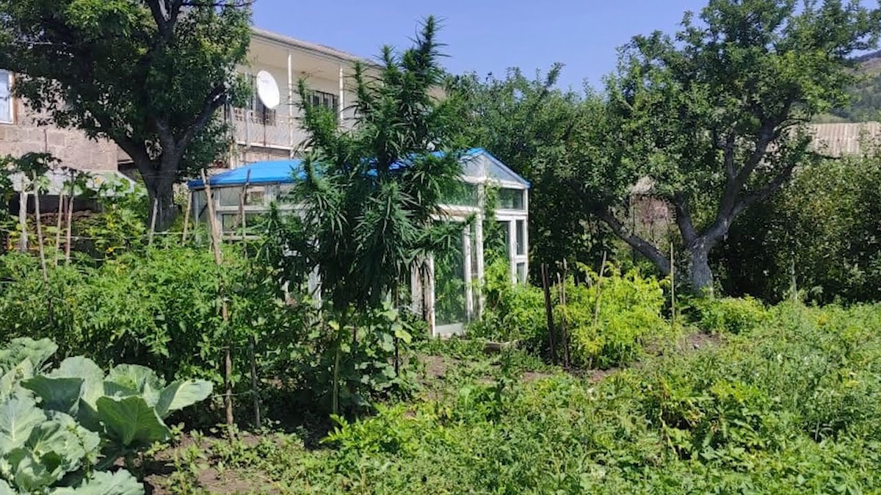 Հայտնաբերվել և այրման միջոցով ոչնչացվել է  2768 կգ վայրաճ կանեփի զանգված. ՀՀ ոստիկանություն