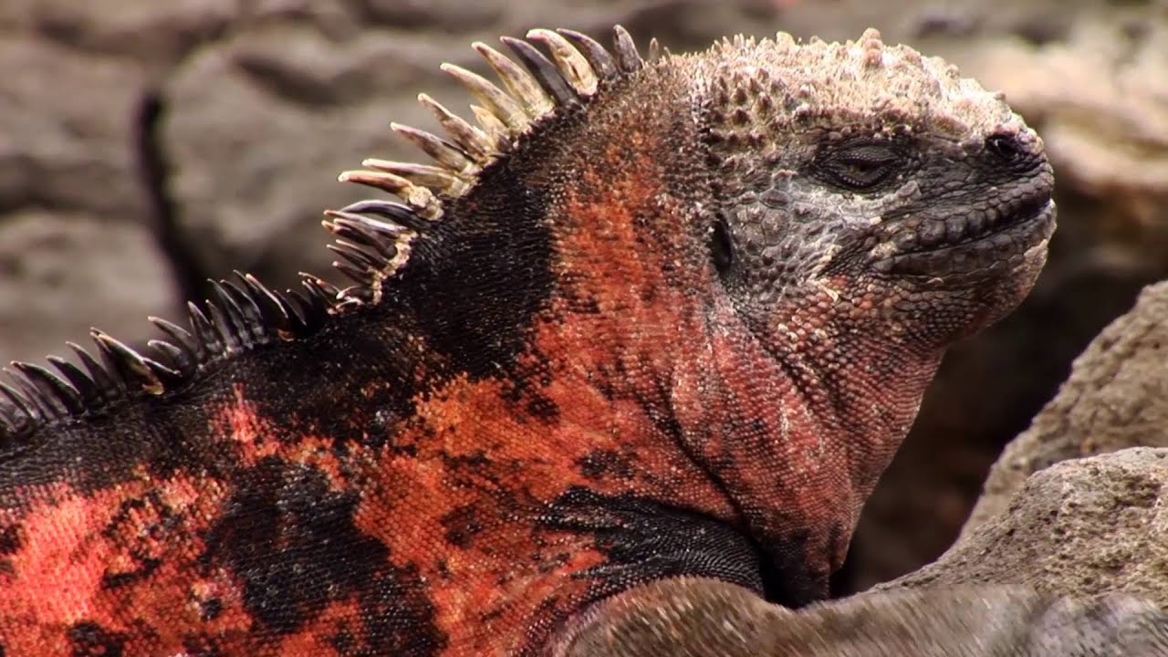 Ecuador: Galapagos Echsen (1:06)