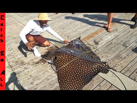 CATCHING GIANT STINGRAY on PIER with NET!
