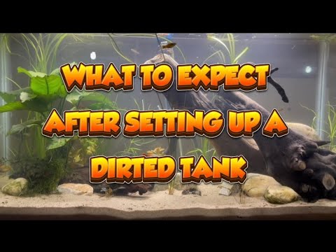 WHAT TO EXPECT AFTER SETTING UP A DIRTED TANK