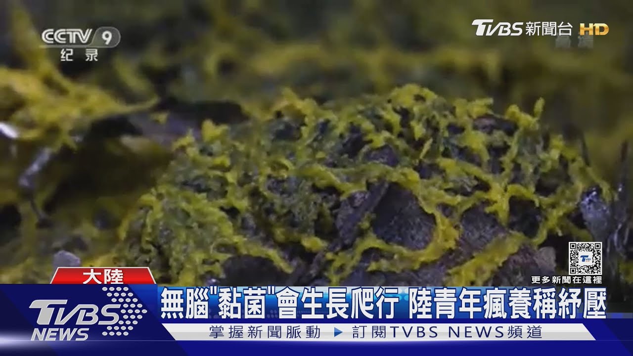 無腦「黏菌」會生長爬行 陸青年瘋養稱紓壓