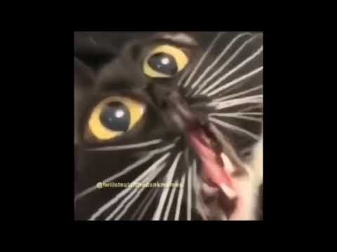 Distorted Cat but BASS BOOSTED