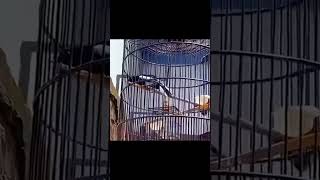 Download lagu burung Kacer isian Lovebird ngekek panjang #kacerfighter #kacer #lovebirds mp3