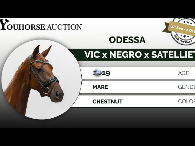 Odessa under the saddle