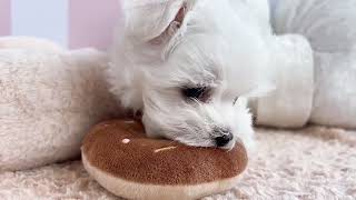 マルチーズの動画01