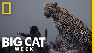 Leopard Ultimate Survivor - Nat Geo Wild