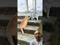 Funny Video ???????????? #funny #cat #pets #animals #cutecat #suncats #anmals