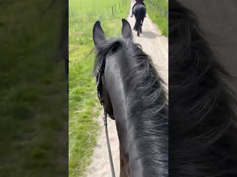 Stal Okkema's Jancko - Jurre x Tsjerk - Gelding - 2019 - 1.63m