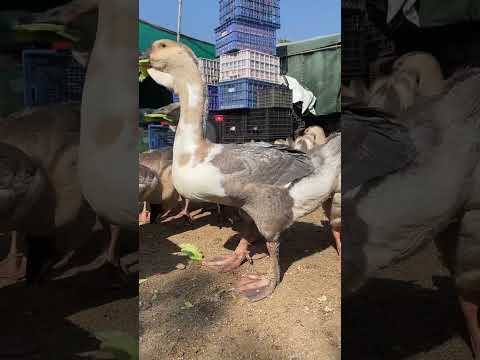 Organic Duck duck shorts swan || Maimuna