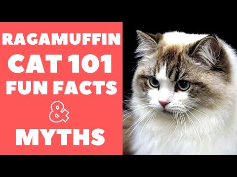 Ragamuffin Cats 101 : Fun Facts & Myths
