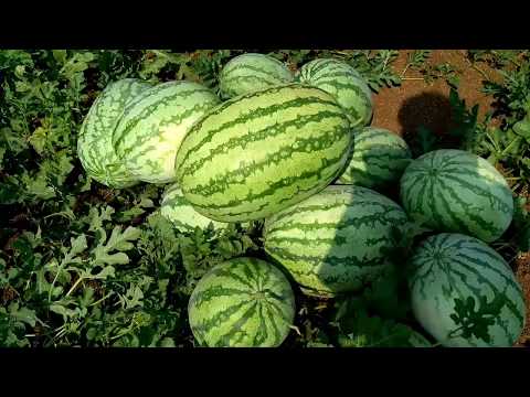 Syngenta dragon king watermelon seeds - 50gm