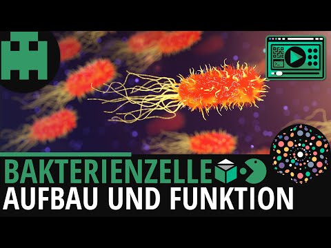 Bakterienzelle Aufbau │Biologie Lernvideo [Learning Level Up]