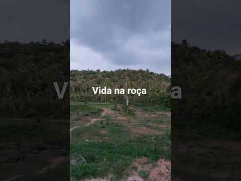 #vida na roça #Maranhão #zona rural Cantanhede Maranhão