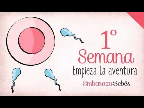 WEEK 1 of #Pregnancy | 1st Month | Week by Week