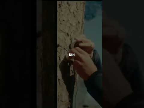 narcos polo - weddi ft smallx