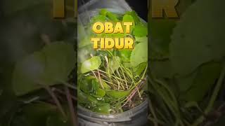 Download lagu Manfaat daun pegagan #agriculture #pegagan #centellaasiatica #tanamanobat #tumbuhanherbal mp3 Download lagu Manfaat daun pegagan #agriculture #pegagan #centellaasiatica #tanamanobat #tumbuhanherbal mp3