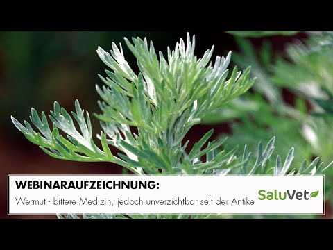 Wermut - bittere Medizin, jedoch unverzichtbar seit der Antike