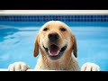 Funny Dog Videos Playing In Water Compilation Includes Jumping Splashing And Chilling