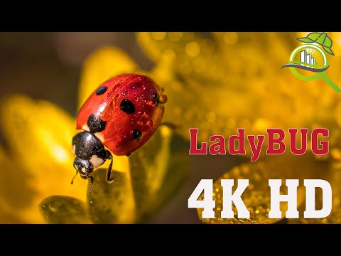 Bugs Insects - 4K HD nature Insects animal - Ladybug