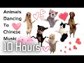 Animals Dancing To Chinese Music 10 Hours