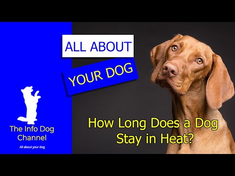 🐶 How Long Does a Dog Stay in Heat 👀