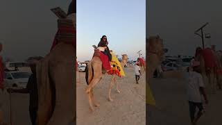 Camel Ride in Qatar credits to my uncle for taking the video.