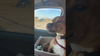 Video preview image #1 Brug Puppy For Sale in Corning, AR, USA