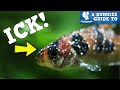 ICK, AN AQUARIUM KILLER Or Is IT? A Dummies Guide To Ick