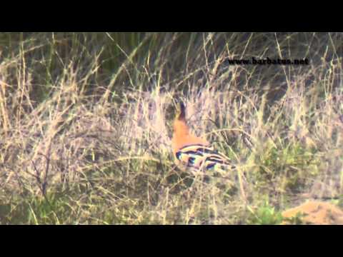 Abubilla ( Upupa epops ) Hoopoe