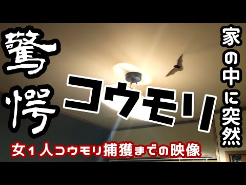 大型コウモリは都市部では獲物が少ない