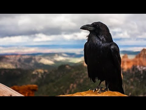 【ASMR/作業用】道端のカラスの鳴き声【Crow chorus】