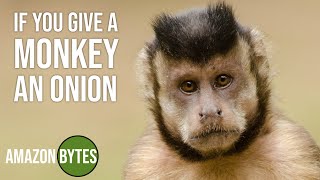 If you give a monkey an onion...