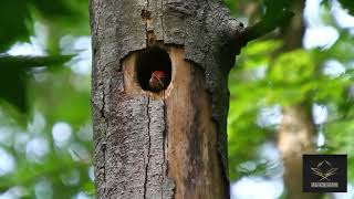 Download lagu Surah Al-Fath | Muhammad Taha Al Junaid | Most beautiful voice of Quran mp3