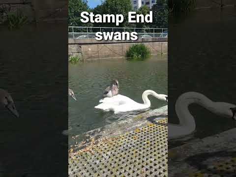 Should I be feeding the swans bread?🤔🦢