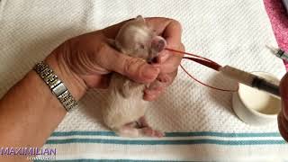 Tube Feeding of A Cleft Palate Puppy!
