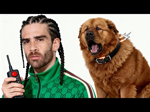 Shock My Dog I Can't Stop