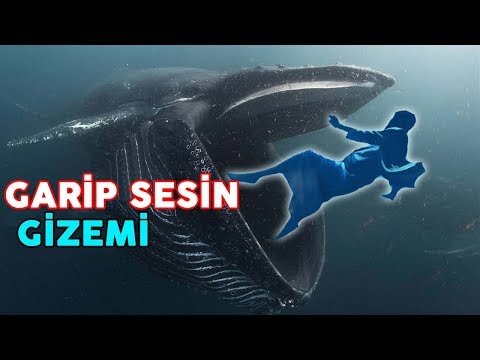 H.Z Yunus Bir Balinanın Karnında Nasıl Yaşadı? Duyduğu Garip Sesler ve Çıktıktan Sonra ne Buldu?