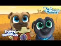 Puppy Vriendjes | Klik, Op De Foto! ? | Disney Channel NL