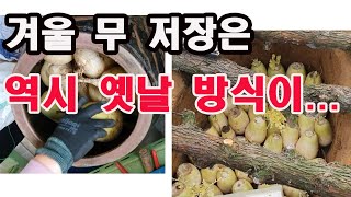 겨울무 저장은 역시 옛날 방식이...(무 재배, 무 보관, 무 장기보관 방법, 무 장기 저장, 농산물 보관법…